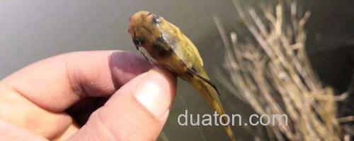 黄颡鱼_0