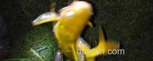 黄颡鱼_0