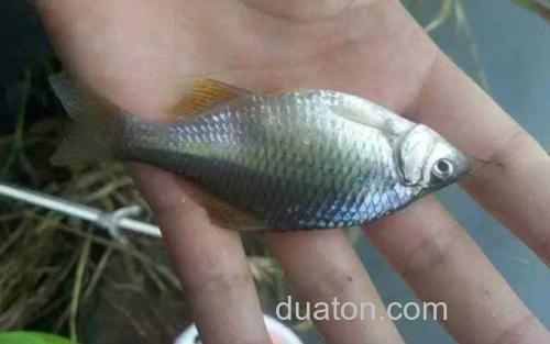 鳑鲏鱼_4