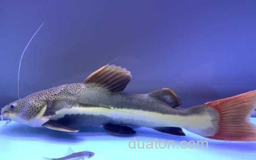 军舰鸭嘴_3