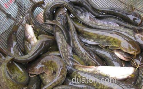 胡子鱼_0