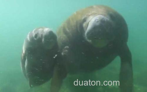 海牛_0