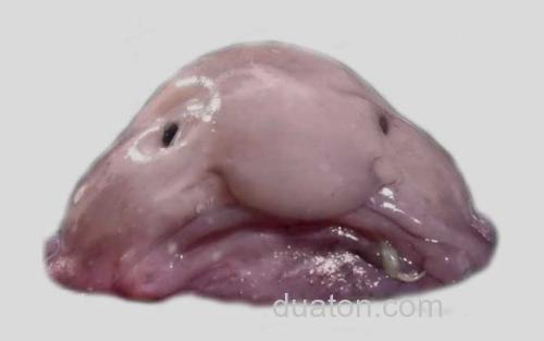 水滴鱼_0