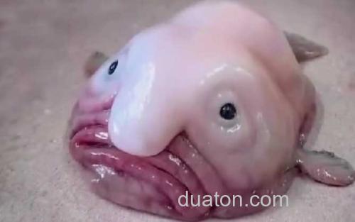 水滴鱼_1
