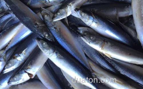 太平洋鲱_0