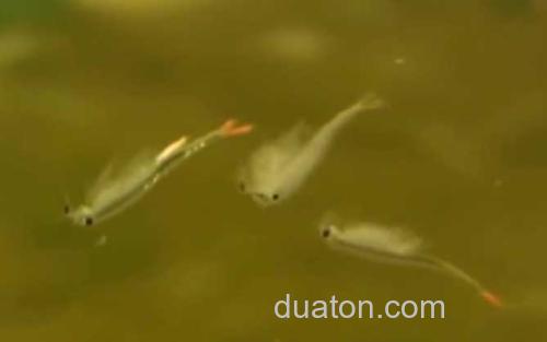 丰年虾_2