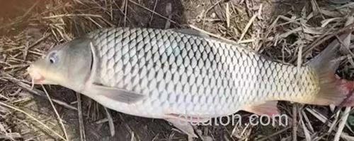 钓鲤鱼_0