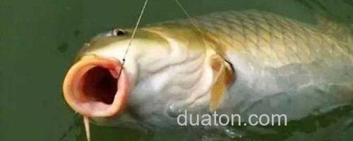 钓鲤鱼_0