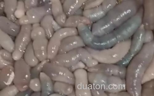 单环刺螠_3