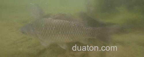 钓鲫鱼_0