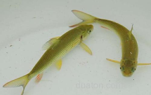 多鳞白甲鱼_0