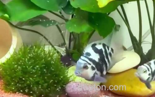 鱼缸_1