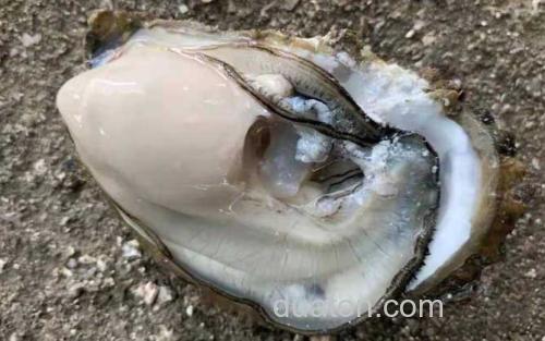 生蚝_0