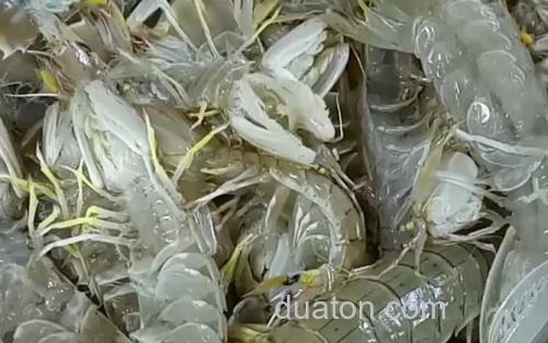皮皮虾_1