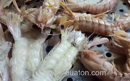 皮皮虾_3