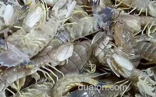 皮皮虾_3