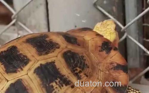 缅甸陆龟_1