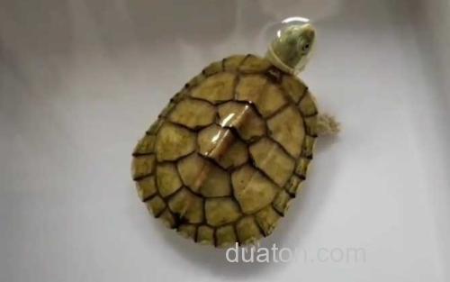 黄喉拟水龟_0