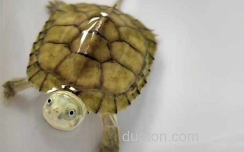黄喉拟水龟_0