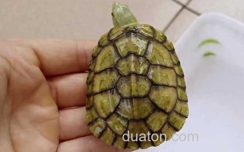 黄喉拟水龟_0