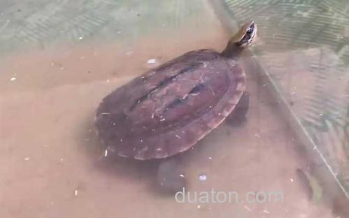 金钱龟_1