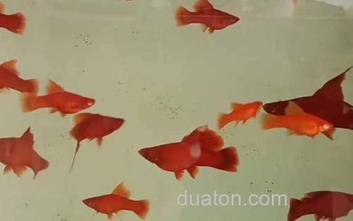 红箭鱼_1