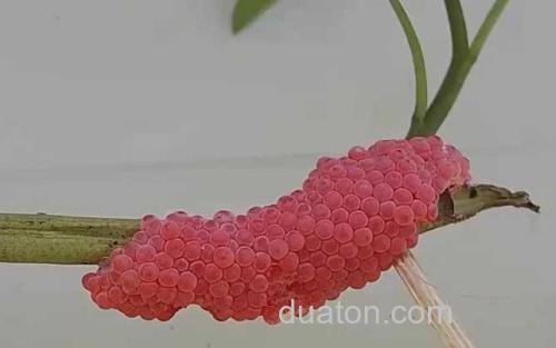 福寿螺卵_1