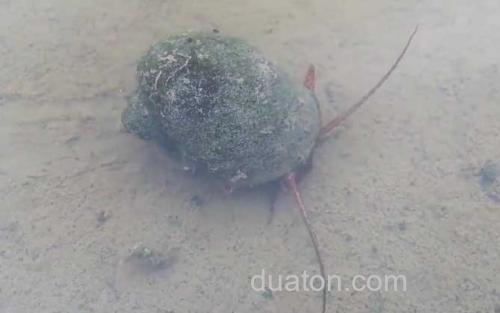 福寿螺_0