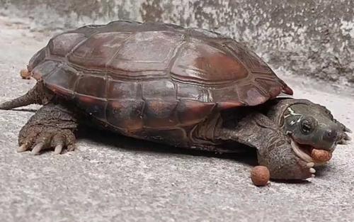 乌龟_0