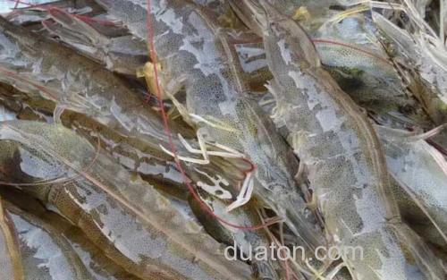 对虾_0