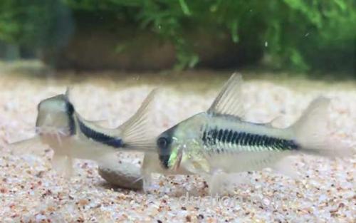 鼠鱼_1
