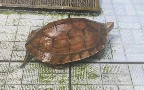 黄喉拟水龟_1