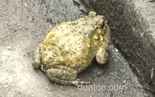 黑眶蟾蜍_1