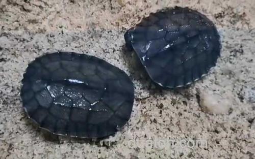 黄喉拟水龟_1