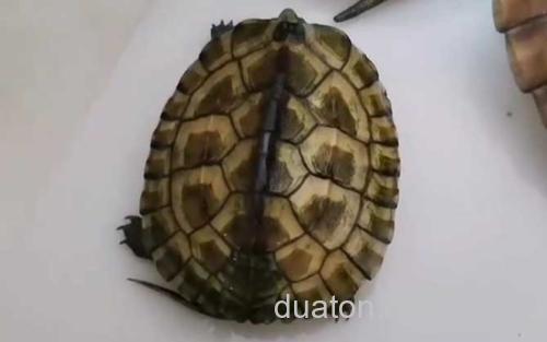 黄喉拟水龟_0
