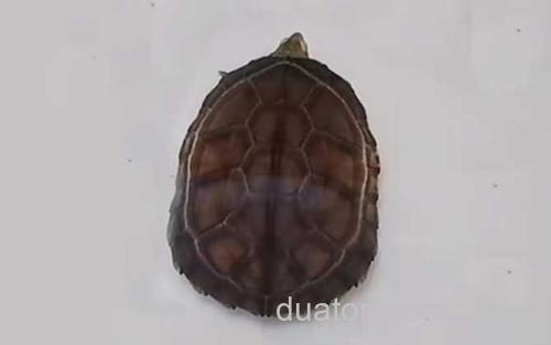 黄喉拟水龟_1
