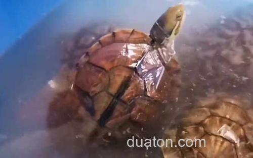黄喉拟水龟_1
