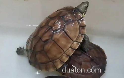 黄喉拟水龟_2