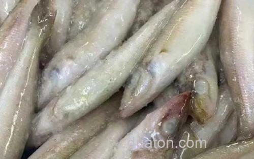 沙丁鱼_1