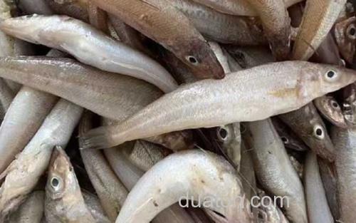 沙丁鱼_0