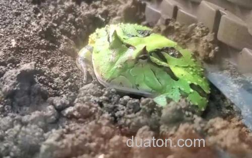 霸王角蛙_2