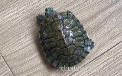 巴西龟_1
