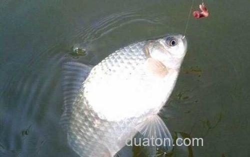 台钓调漂_2