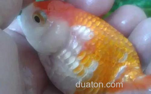 鱼炸鳞_0