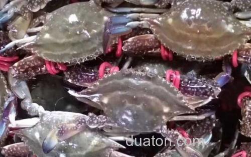 梭子蟹_0
