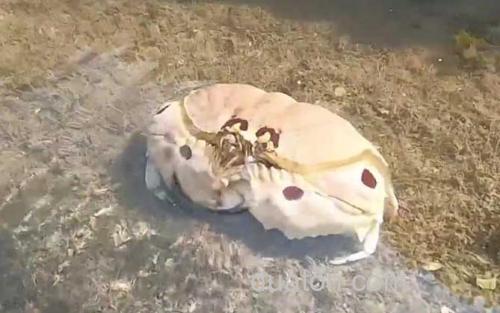 面包蟹_2