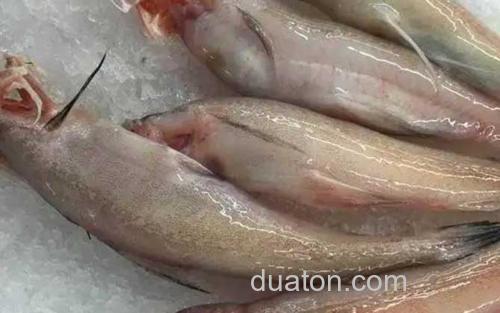 鼻涕鱼_2