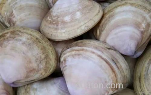 西施舌_3