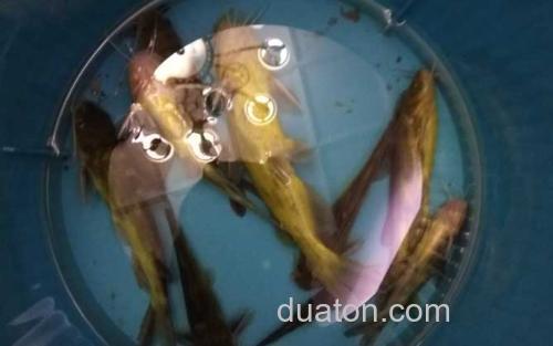 黄颡鱼_4