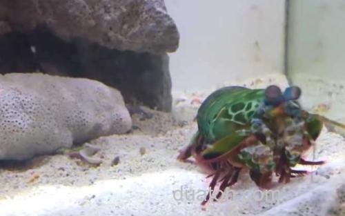 手枪虾_2